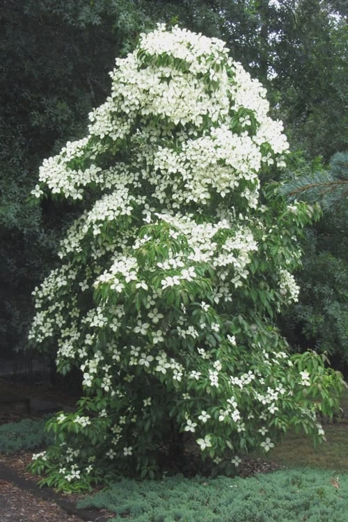 Empress Of China Dogwood - 7 Gallon Pot (4-5') - Image 6