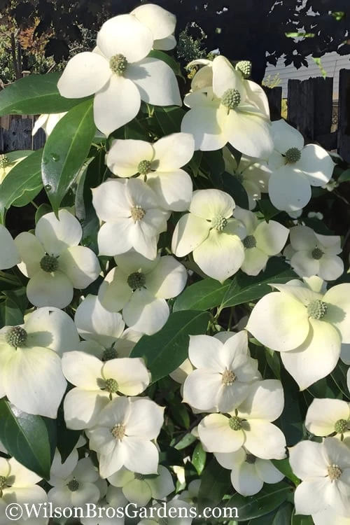 Empress Of China Dogwood - 7 Gallon Pot (4-5')