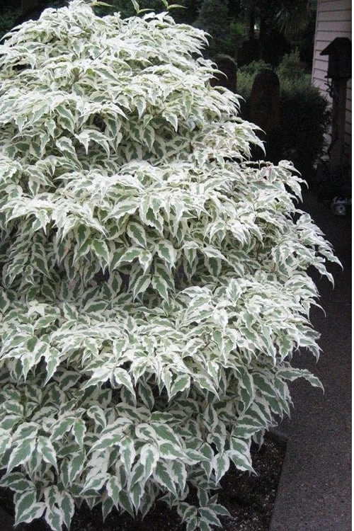 Summer Fun Variegated Dogwood - Cornus Kousa - 5 Gallon Pot (3-4') - Image 5
