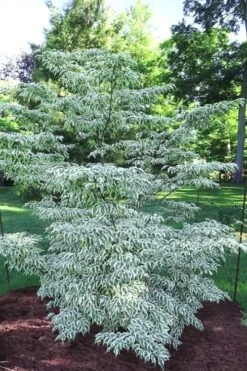 Summer Fun Variegated Dogwood - Cornus Kousa - 5 Gallon Pot (3-4')