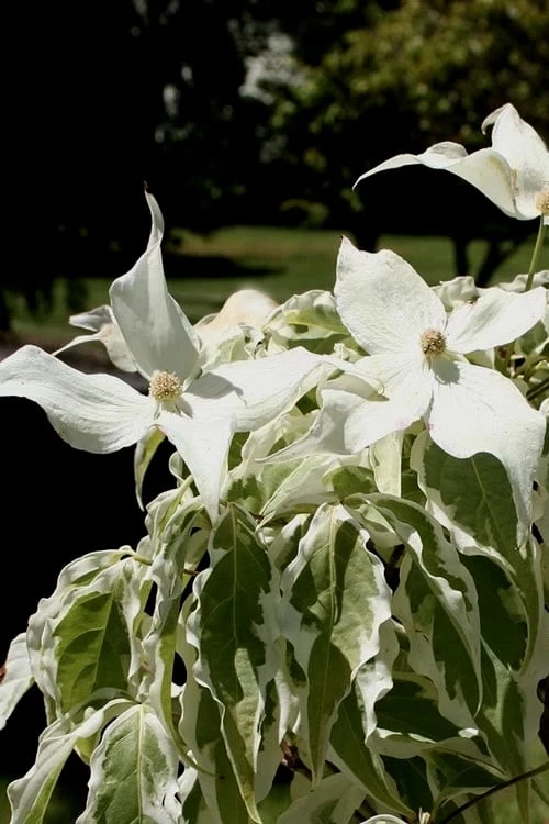 Summer Fun Variegated Dogwood - Cornus Kousa - 5 Gallon Pot (3-4') - Image 7