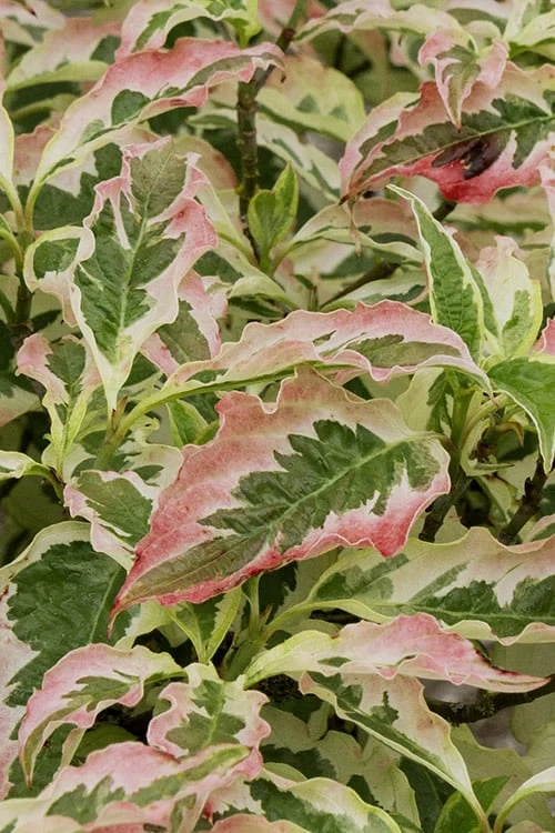 Summer Fun Variegated Dogwood - Cornus Kousa - 5 Gallon Pot (3-4') - Image 4