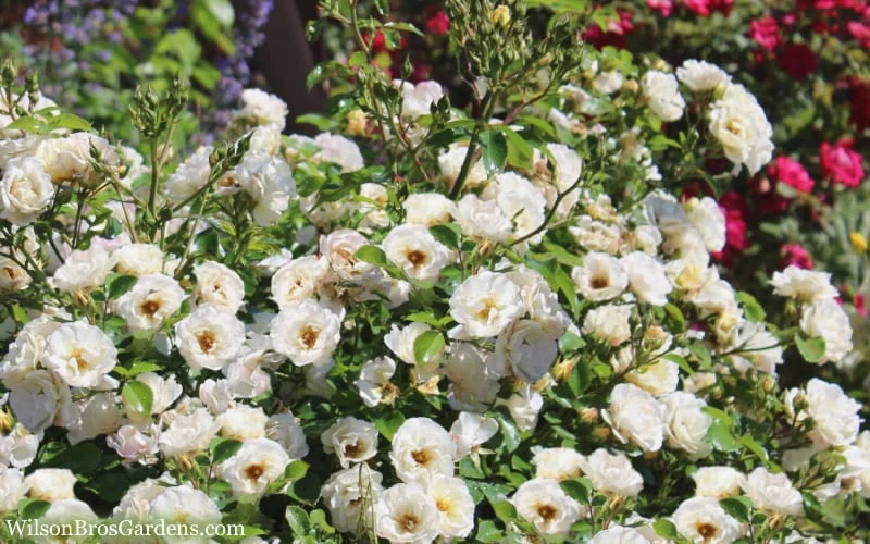 Popcorn Drift Groundcover Rose - 3 Gallon Pot - Image 5