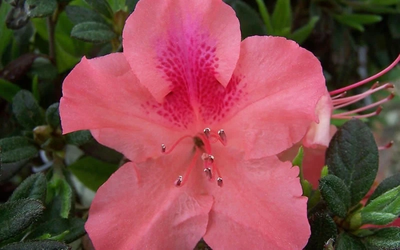 Autumn Coral Encore Azalea - 3 Gallon Pot - Image 4