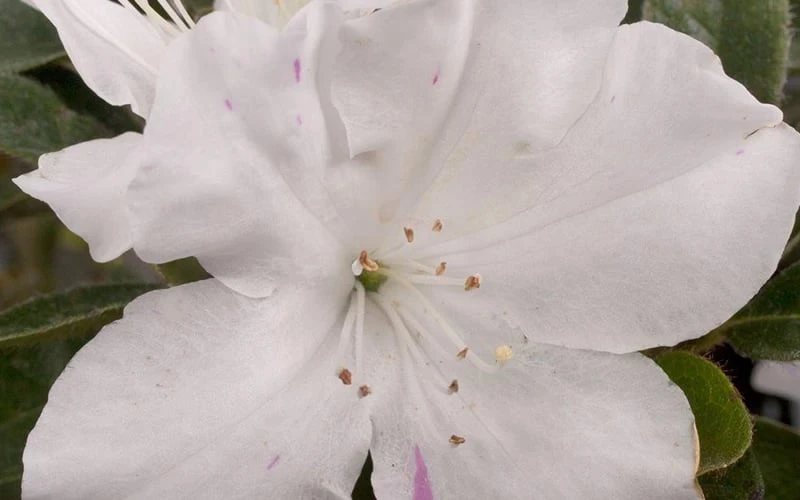 Autumn Lily Encore Azalea - 3 Gallon Pot - Image 4