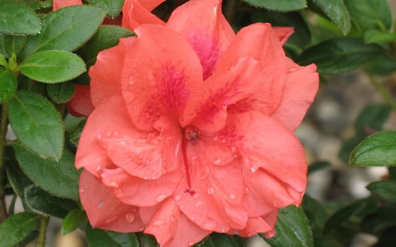 Autumn Monarch Encore Azalea - 1 Gallon Pot - Image 4