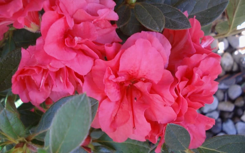 Autumn Rouge Encore Azalea - 3 Gallon Pot - Image 5