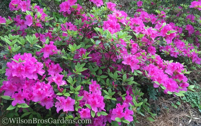 Autumn Royalty Encore Azalea - 2 Gallon Pot - Image 4
