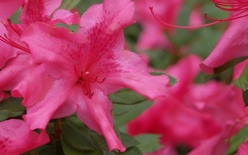 Autumn Sundance Encore Azalea - 6 Pack Of 1 Gallon Pots - Image 5