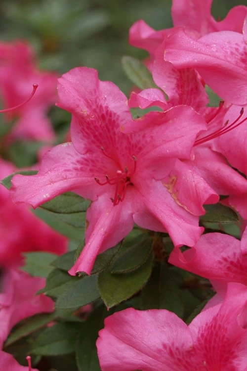 Autumn Sundance Encore Azalea - 6 Pack Of 1 Gallon Pots
