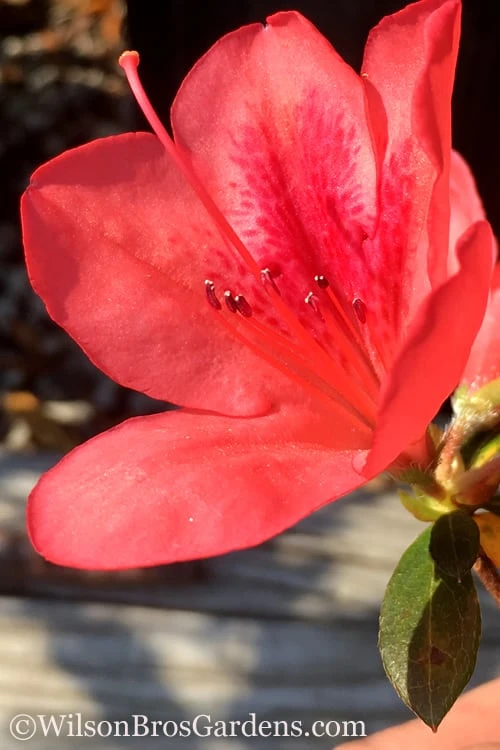 Autumn Sunset Encore Azalea - 6 Pack Of 1 Gallon Pots