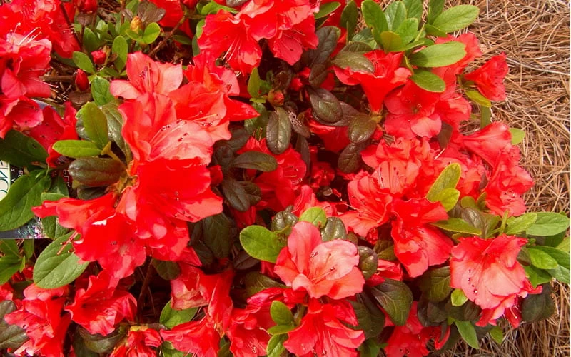 Autumn Sunset Encore Azalea - 6 Pack Of 1 Gallon Pots - Image 5