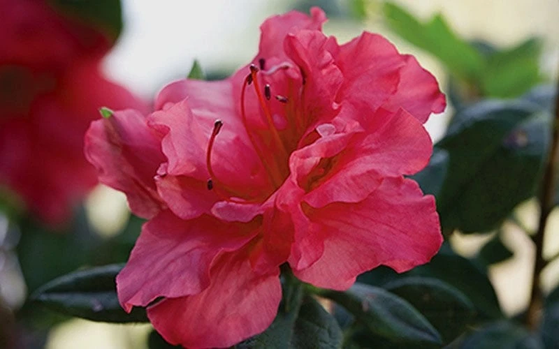 Autumn Rouge Encore Azalea - 2 Gallon Pot - Image 4