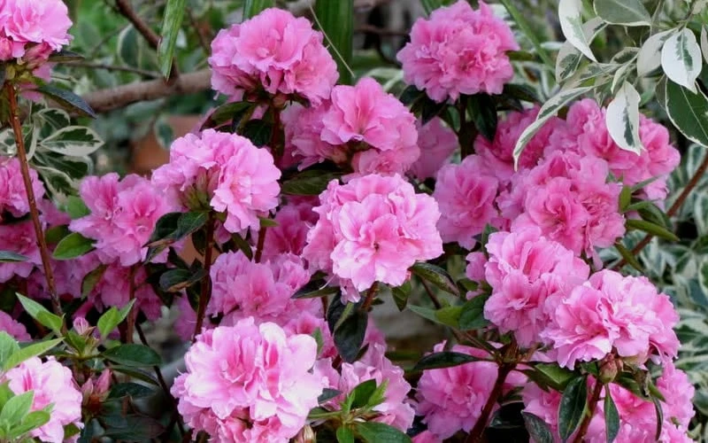Autumn Carnation Encore Azalea - 7 Gallon Pot - Image 4