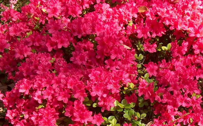 Autumn Cheer Encore Azalea - 6 Pack Of 1 Gallon Pots - Image 4