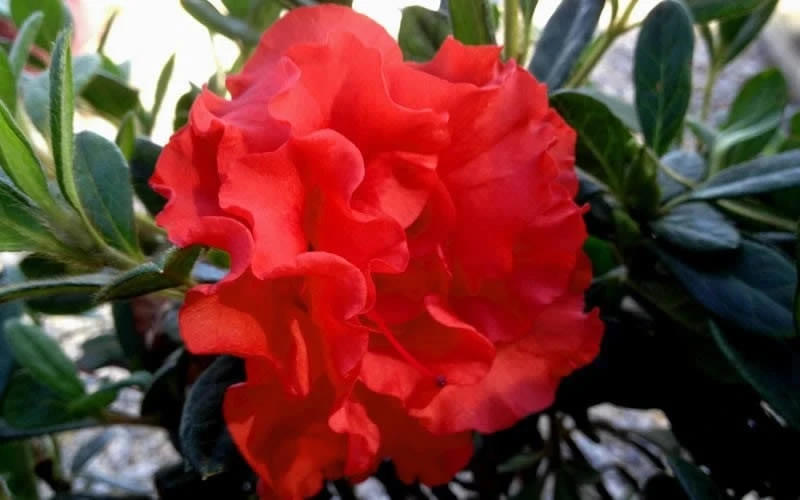 Autumn Embers Encore Azalea - 1 Gallon Pot - Image 5