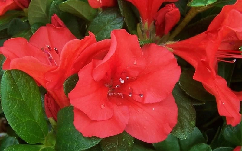 Autumn Sunset Encore Azalea - 6 Pack Of 1 Gallon Pots - Image 6