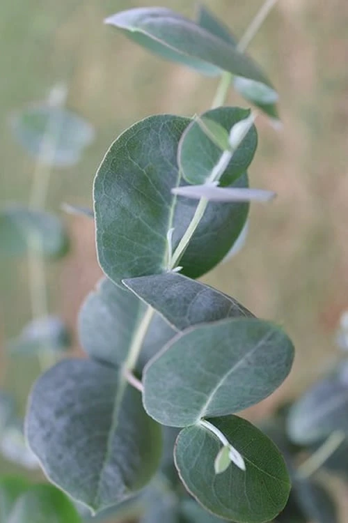 Big O Cold Hardy Eucalyptus Tree (Eucalyptus Neglecta) - 3 Gallon Pot - Image 8