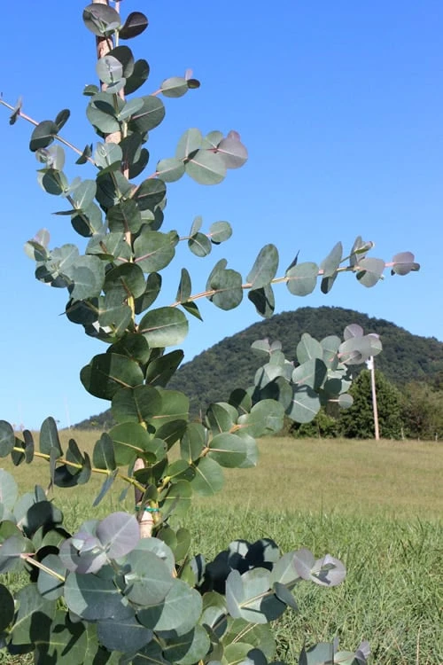 Big O Cold Hardy Eucalyptus Tree (Eucalyptus Neglecta) - 3 Gallon Pot - Image 6
