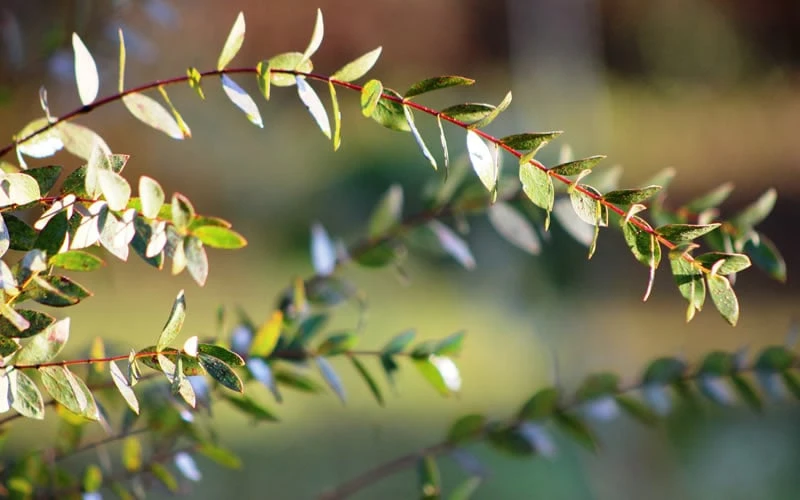 Funky Monkey Cold Hardy Eucalyptus Tree (Eucalyptus Parvula) - 1 Gallon Pot - Image 6