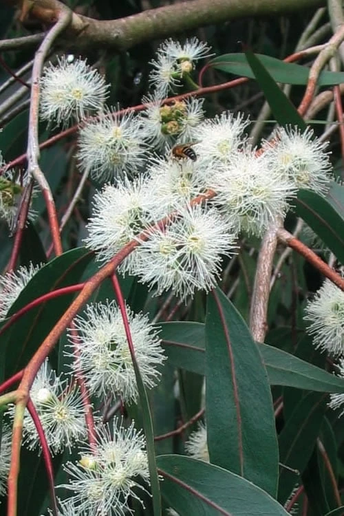 Jersey Girl Cold Hardy Eucalyptus Tree (Eucalyptus Macarthurii) - 6 Pack Of 1 Gallon Pots - Image 9