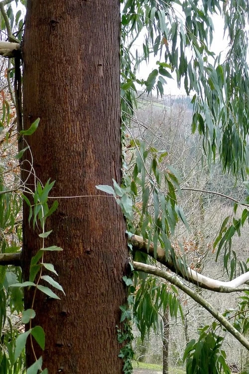 Jersey Girl Cold Hardy Eucalyptus Tree (Eucalyptus Macarthurii) - 6 Pack Of 1 Gallon Pots - Image 8