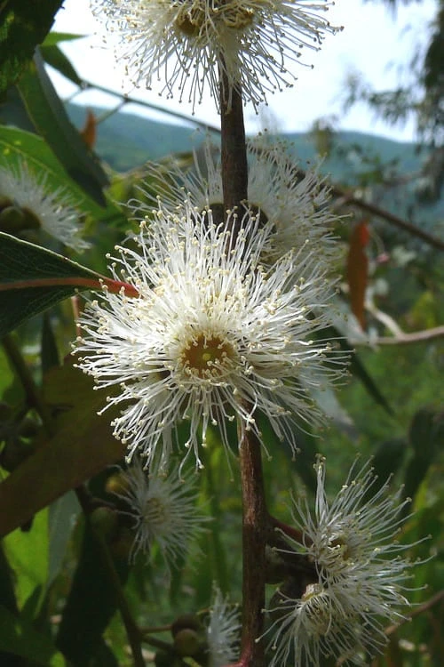 Jersey Girl Cold Hardy Eucalyptus Tree (Eucalyptus Macarthurii) - Quart Pot - Image 6