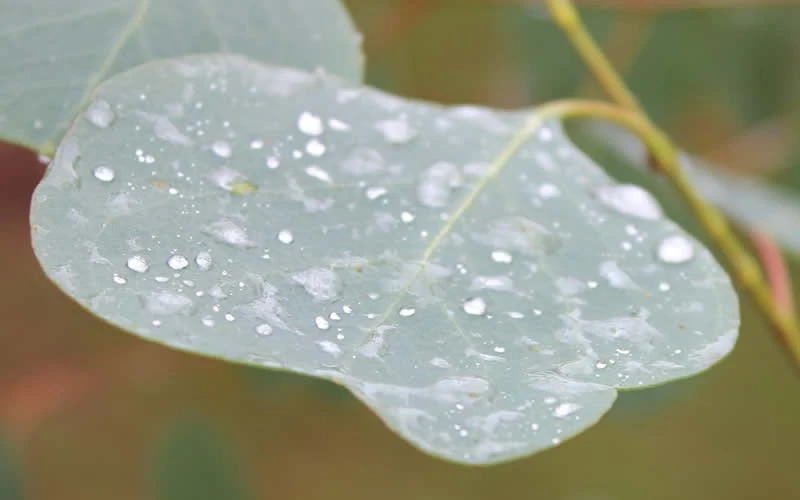 Lucky Country Cold Hardy Eucalyptus Tree (Eucalyptus Camphora) - Quart Pot - Image 6