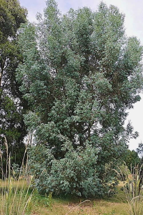 Luna Cold Hardy Eucalyptus Tree (Eucalyptus Perriniana) - 2 Gallon Pot - Image 4