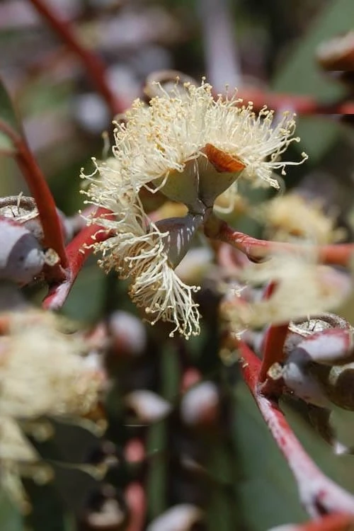 Luna Cold Hardy Eucalyptus Tree (Eucalyptus Perriniana) - 2 Gallon Pot - Image 5