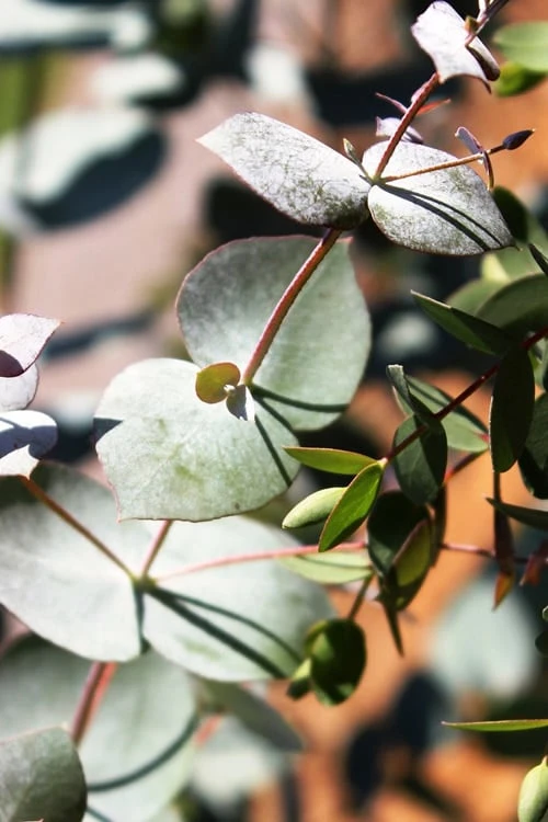 Maggie Cold Hardy Eucalyptus Tree (Eucalyptus Nova Anglica) - 3 Quart Pot - Image 6