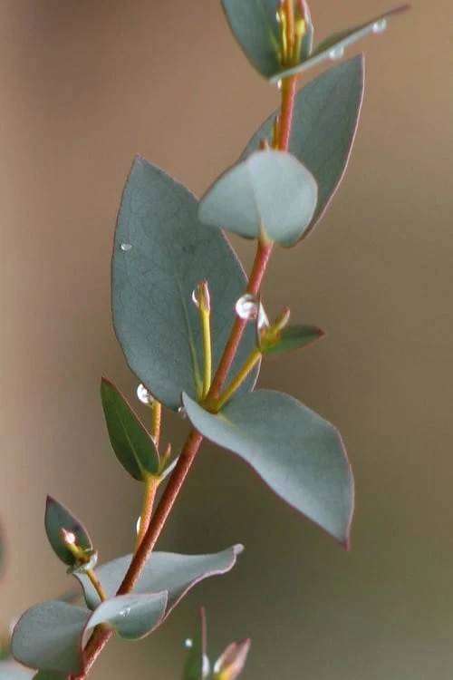 Sheila Cold Hardy Eucalyptus Tree (Eucalyptus Stellulata) - Quart Pot - Image 10