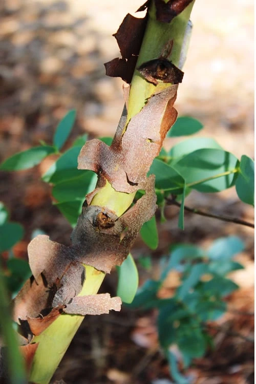 Sheila Cold Hardy Eucalyptus Tree (Eucalyptus Stellulata) - Quart Pot - Image 9