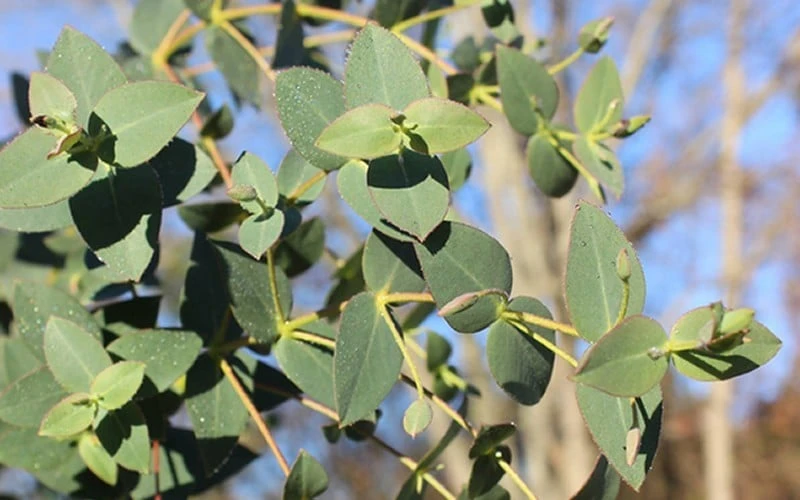 Cab Sav Cold Hardy Eucalyptus Tree (Eucalyptus Rubida) - 1 Gallon Pot - Image 4