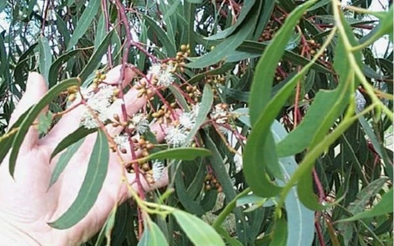 Grace Cold Hardy Eucalyptus Tree (Eucalyptus Elliptica) - 1 Gallon Pot - Image 4