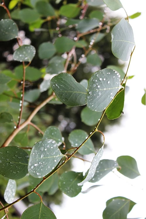 Lucky Country Cold Hardy Eucalyptus Tree (Eucalyptus Camphora) - Quart Pot - Image 7