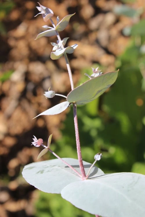 Maggie Cold Hardy Eucalyptus Tree (Eucalyptus Nova Anglica) - 3 Gallon Pot - Image 4