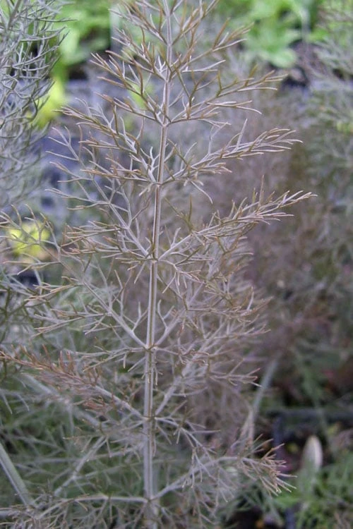 Bronze Fennel (Foeniculum Vulgare 'Purpureum') - 1 Gallon Pot - Image 8