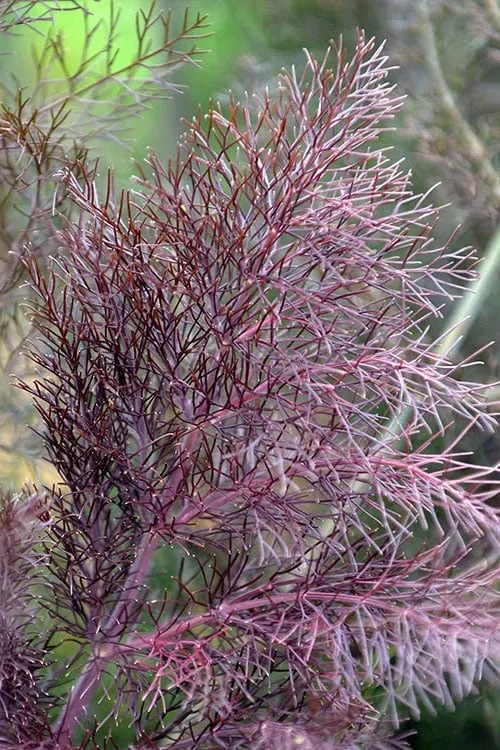 Bronze Fennel (Foeniculum Vulgare 'Purpureum') - 1 Gallon Pot - Image 4