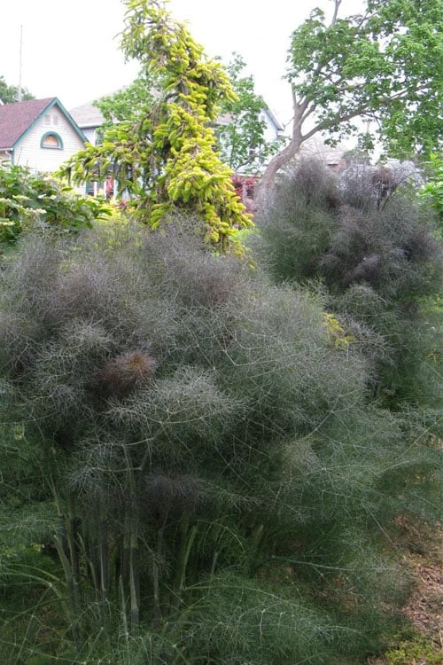 Bronze Fennel (Foeniculum Vulgare 'Purpureum') - 1 Gallon Pot