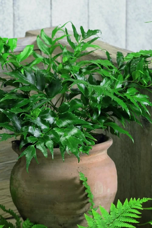 Japanese Holly Fern - Cyrtomium Falcatum 'Rochfordianum' - 2.5 Quart Pot - Image 4