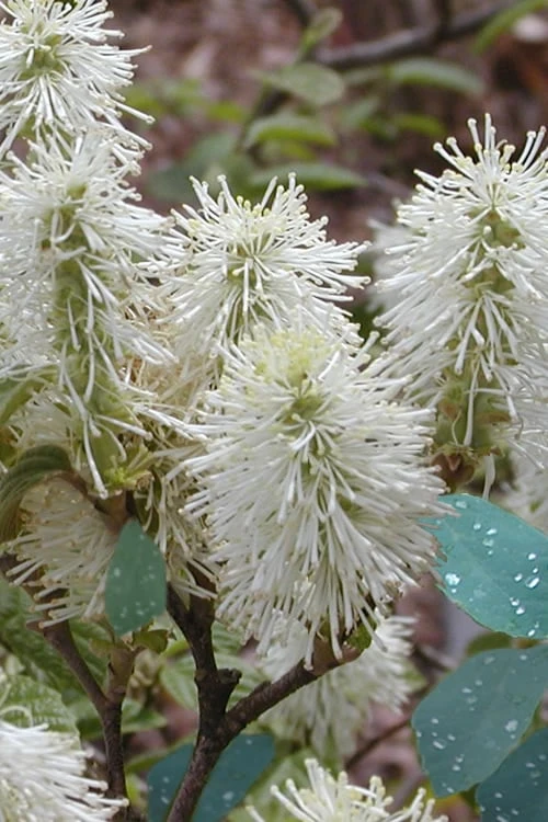 Blue Mist Fothergilla - 3 Gallon Pot