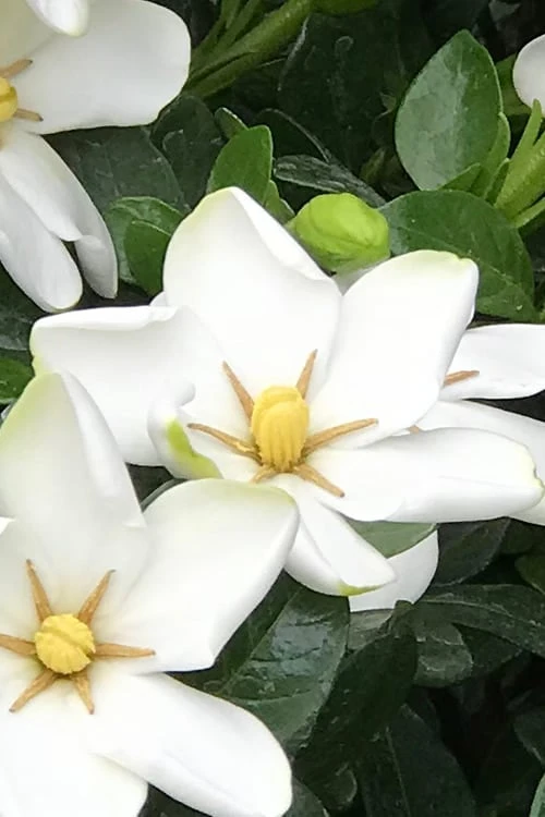 Hardy Fragrant Daisy Gardenia Bush - 1 Gallon Pot - Image 4