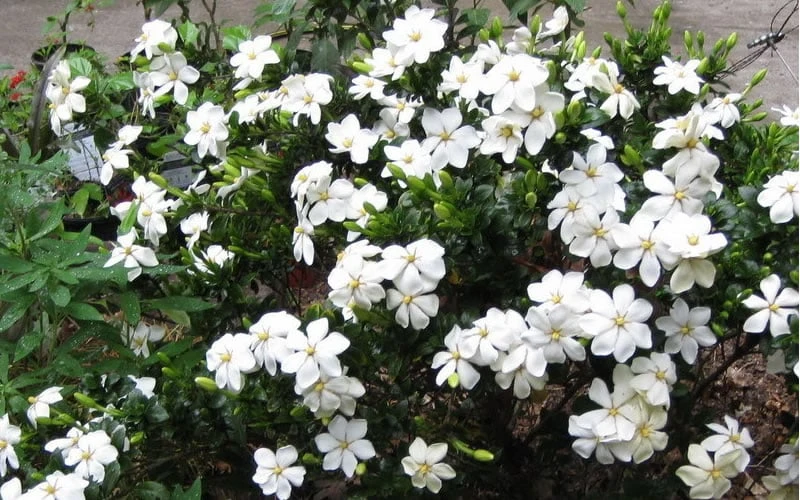 Hardy Fragrant Daisy Gardenia Bush - 1 Gallon Pot - Image 5