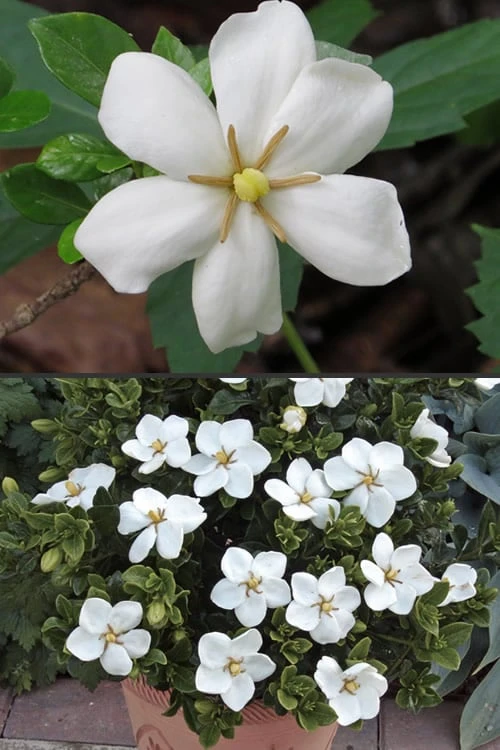 Hardy Fragrant Daisy Gardenia Bush - 1 Gallon Pot - Image 6
