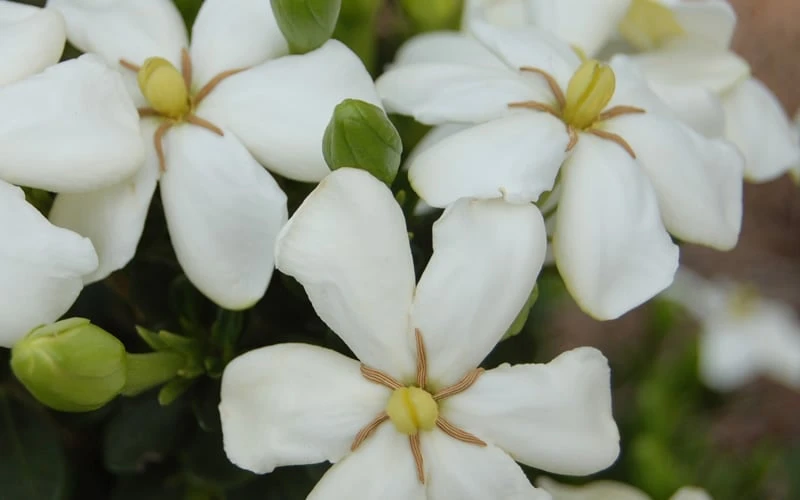 ScentAmazing Gardenia - 2 Gallon Pot - Image 4