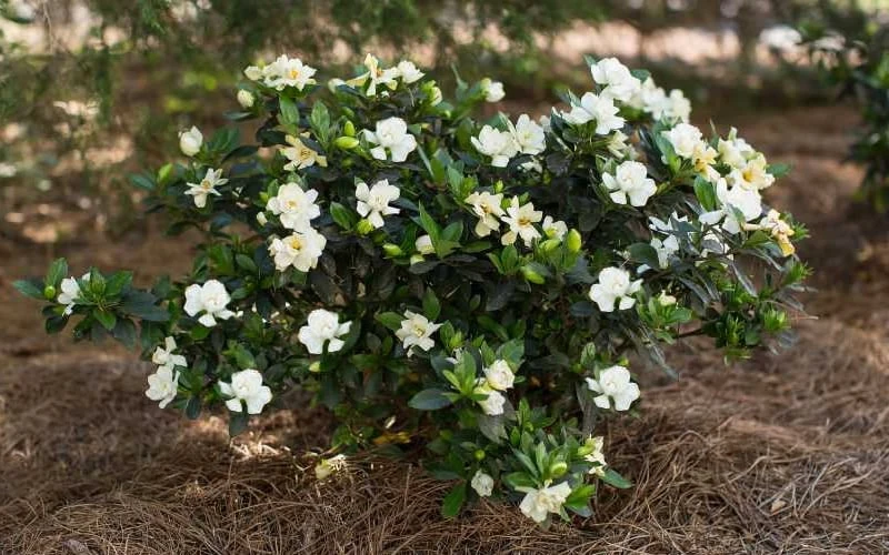 Sweet Tea Gardenia - 3 Gallon Pot - Image 4