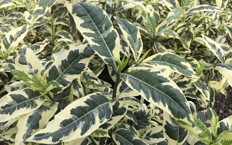 Variegated August Beauty Gardenia - 1 Gallon Pot - Image 5