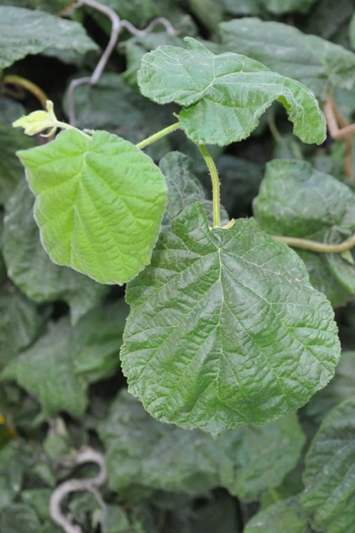 Harry Lauder's Walking Stick - Corylus Avellana 'Contorta' - 5 Gallon Pot - Image 6