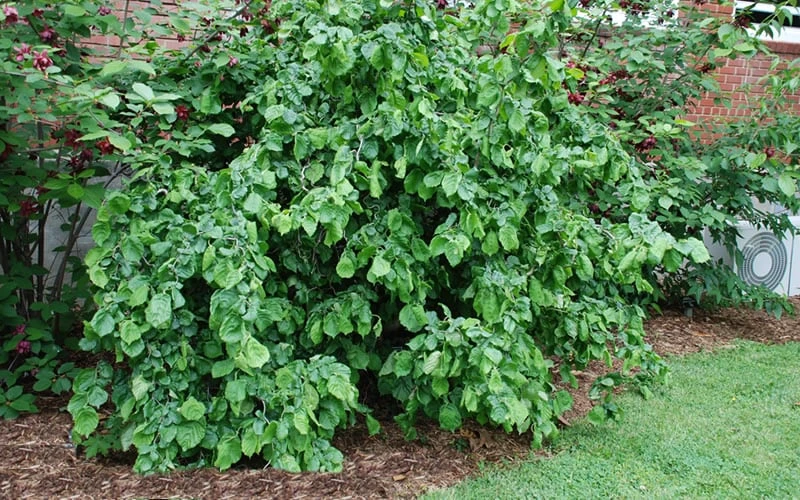 Harry Lauder's Walking Stick - Corylus Avellana 'Contorta' - 5 Gallon Pot - Image 9
